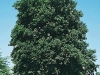 Fraxinus excelsior 